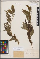 Salix burjatica Nasarow